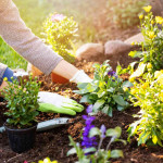 Green-Fingered